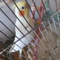 عروس هلندی|پرنده|مشهد, فارغ التحصیلان|دیوار