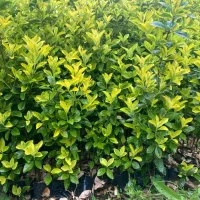 شمشاد نایلکسی و زمینی با ارتفاع ۱متر بصورت عمده|گل و گیاه طبیعی|رشت, دیلمان|دیوار