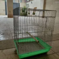 قفس عروس هلندی