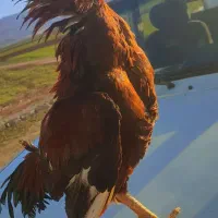 مرغ وخروس لاری  لطفاً باشماره آگهی تماس بگیرین