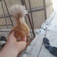 نیمچه سلطان کاکولی وگلین