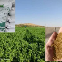 فروش بذر یونجه ساقه بلند اصلاح شده