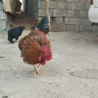 مرغ و خروس