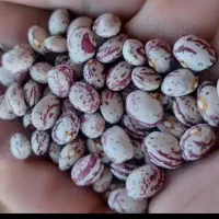 لوبیا حراج حراج