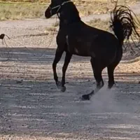 مادیان کورد میکروچیپ با شجره طلابی