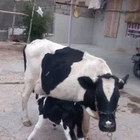 گاو با گوساله ماده|حیوانات مزرعه|مهران (ایلام), |دیوار