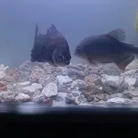 ماهی و آکواریوم