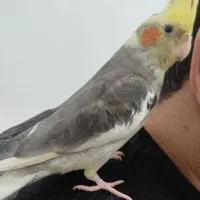 گمشده|حیوانات|نظرآباد, رسالت|دیوار