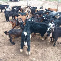 بزغاله 35راس