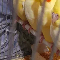 عروس هلندی زعفرانی خال دورچشم شرابی اصل