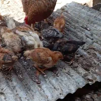 جوجه محلی کرچی اصل قدیم مادر کرچ
