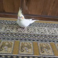 عروس هلندی|پرنده|لاهیجان, بازکیاگوراب|دیوار