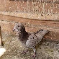 کفترگرفتنی سرورشهرستانی