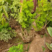فروش ریشه اسپرا (گردی خارجی )فوری