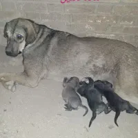 ماده دلفین فروشی وارداتی