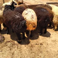 بره پروار  پروار