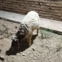 بره نر