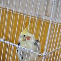 یک عروس هلندی نر