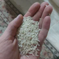 برنج هاشمی بدون واسطه