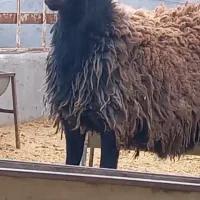 بره قوچ شال اصیل۳ قلوزا