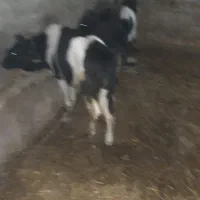 گاو گوساله نر محلی ۵عدد|حیوانات مزرعه|اردبیل, |دیوار