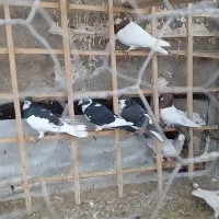 کبوتر پرشی میزان|پرنده|دشتابی, |دیوار