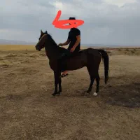 اسب|اسب و تجهیزات اسب‌سواری|میانه, |دیوار