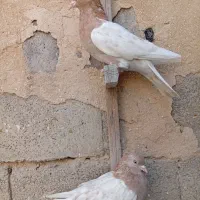 ماده کله سوسنی|پرنده|جهرم, |دیوار