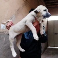 پژدر درجه یک اصل و نسب دار|سگ|قزوین, |دیوار