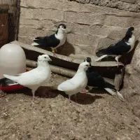 کفتر خوش رنگ دم سیاه
