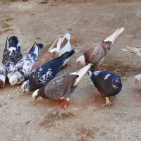 کبوتر پا پر