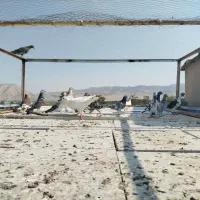 کفتر پلاکی وسرور|پرنده|شیراز, جمهوری|دیوار