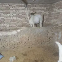 نر بز سانن اصل فرانسه