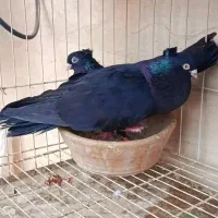کبوتر ماده