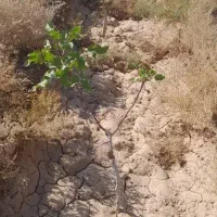 فروش باغ پسته در خرامه زیر قیمت