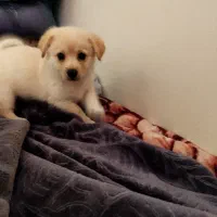 توله پامر تریر سایز کوچیک اموزش دیده فقط ۵۹۰۰