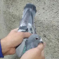 کفتر حمال شهرستانی جفت|پرنده|رباطکریم, شترخوار|دیوار