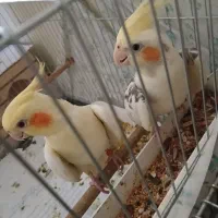 عروس هلندی|پرنده|ری, سیزده آبان|دیوار