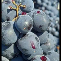 خریدار نقدی انگور سیاه