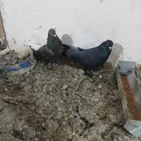 کبوتر پور اصفهان|پرنده|نجفآباد, شهدای غربی|دیوار