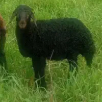 نربره درشت افشار