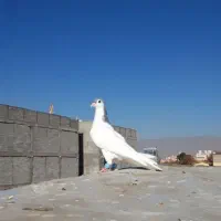 خال سبز پرشی نر