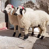 بره گوسفند وطنی چاق و چله|حیوانات مزرعه|زاهدان, |دیوار