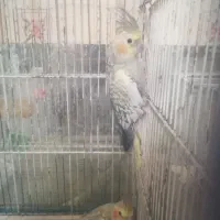 سه عدد عروس هلندی بالغ|پرنده|مشهد, عیدگاه|دیوار