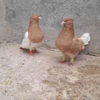 زرد جفت|سگ|بجنورد, |دیوار