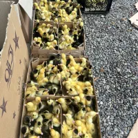 پخش جوجه اردک جوجه گلپایگان