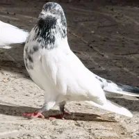 نر و ماده کله دمسبز پرشی دهنجور