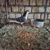 کبوتر|پرنده|رفسنجان, |دیوار