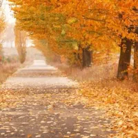 دو تن برگ درخت توت خیلی خیلی تمیز|خدمات باغبانی و درختکاری|تربت‌حیدریه, بوستان باغ ملی|دیوار