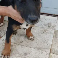 سگ دو نژاده از پاپی و ژرمن (نژاد خاص و کمیاب)|سگ|نجفآباد, گلدشت|دیوار